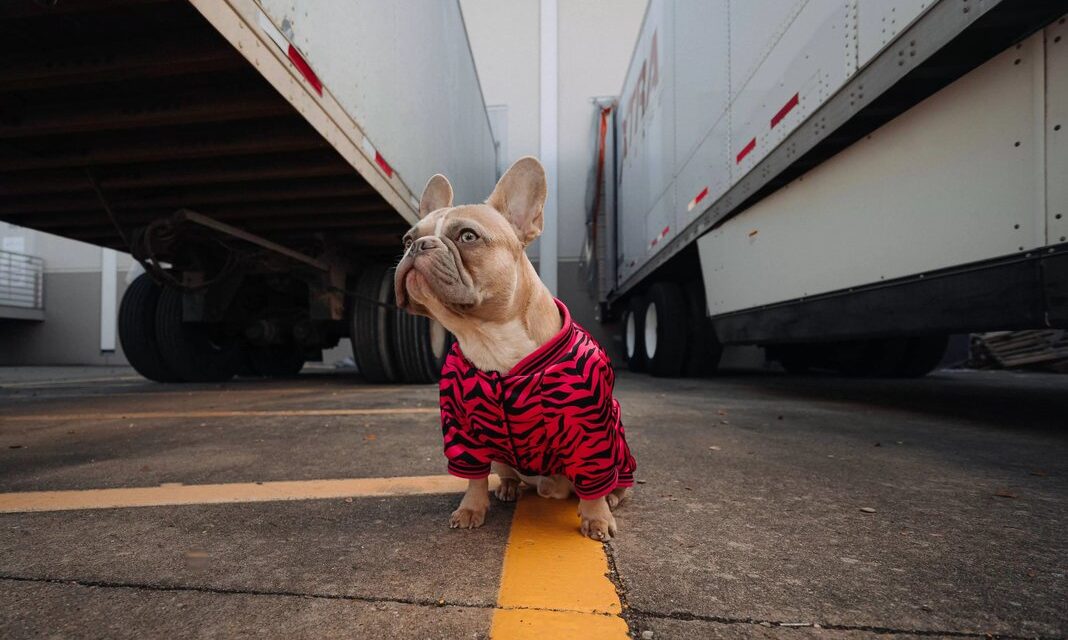 Advantages Of Truck Driving With Pets